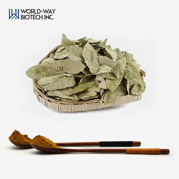 Senna Extract Powder Senna Extract Powder